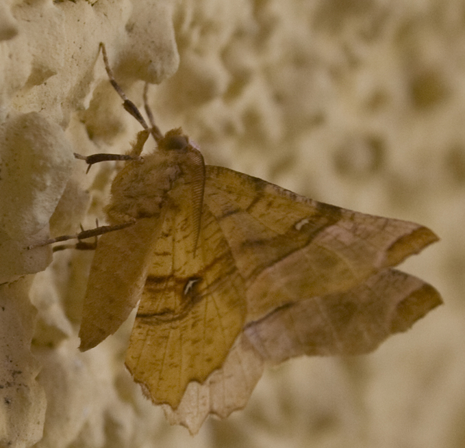 Selenia tetralunaria. No, Selenia lunularia (maschio)